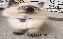 Ragdoll cats for sale: 7 Cute Ragdollyanna kittens  - Image 4