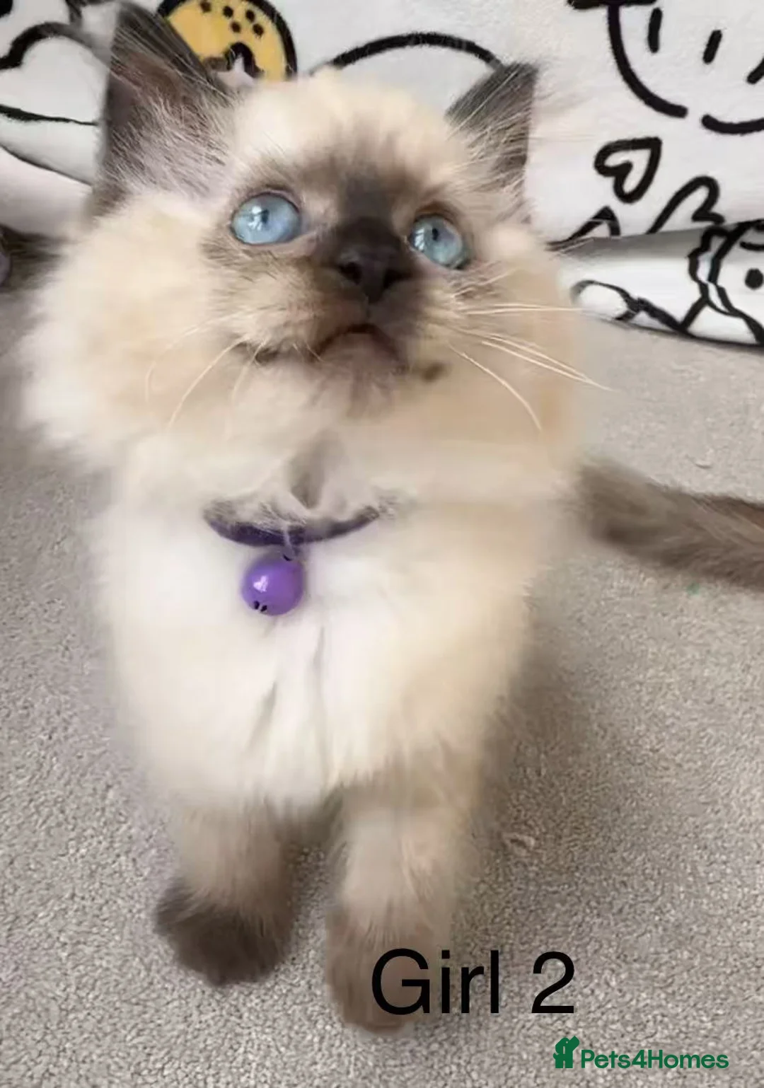 Ragdoll cats for sale: 7 Cute Ragdollyanna kittens  - Advert 3