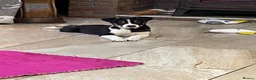 Australian Shepherd dogs for sale: Boys and girls available  - Advert 8