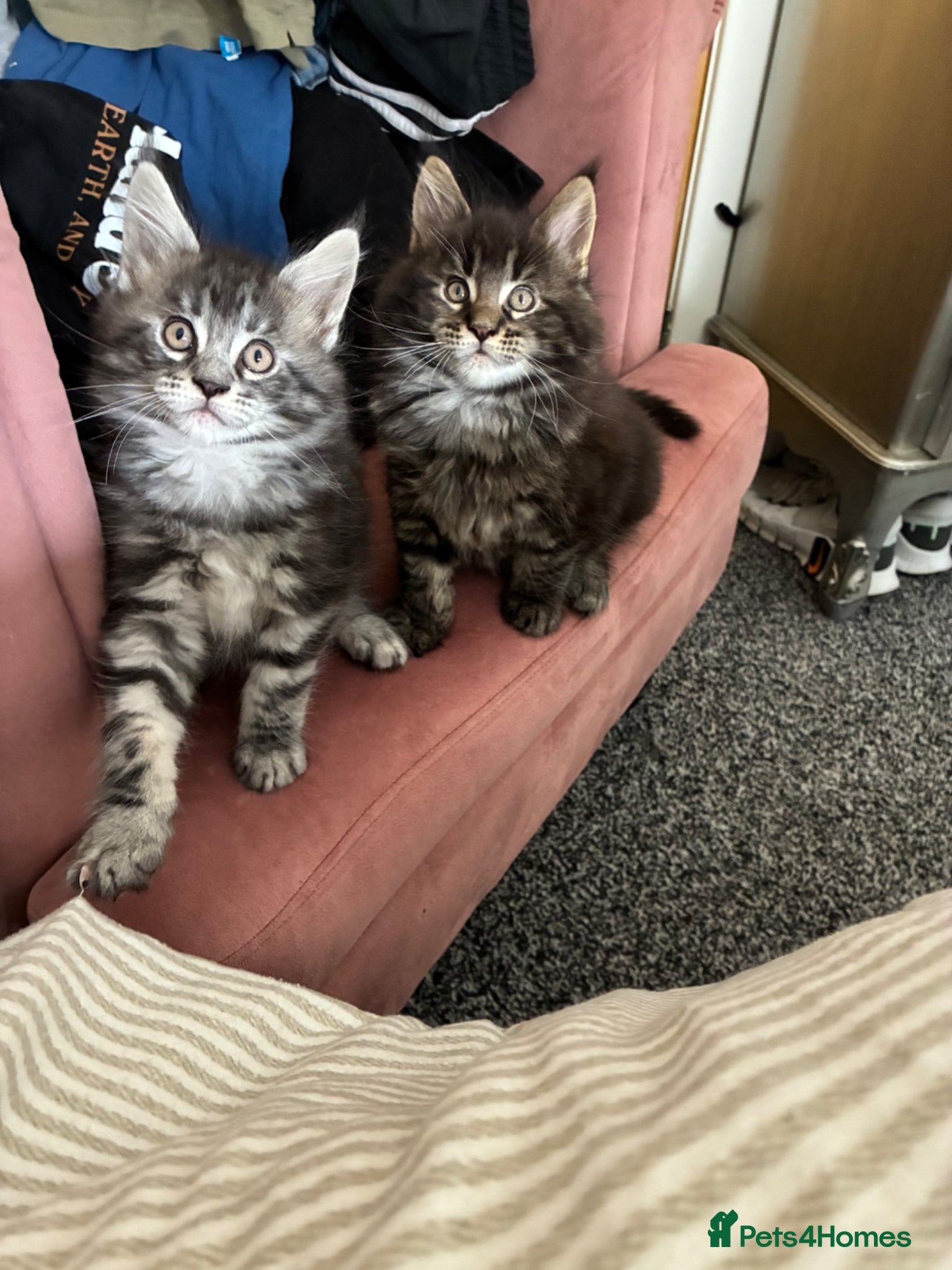 Maine Coon cats Maine coon kittens  - Advert 3