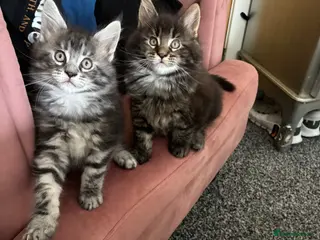 Maine Coon cats Maine coon kittens - Advert 3