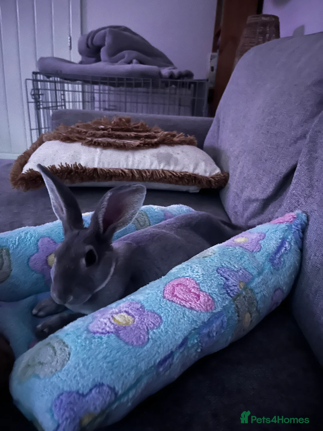 Rex rabbits for sale: 7 month old opal rex male - Advert 4