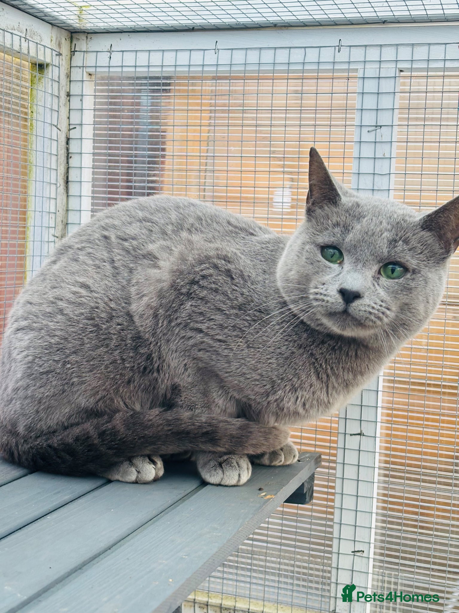 Russian Blue cats TiCA AND GCCF DUAL REGISTERED RUSSIAN BLUE BOY - Advert 1