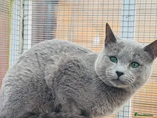 Russian Blue cats for stud: TiCA AND GCCF DUAL REGISTERED RUSSIAN BLUE BOY - Advert 2