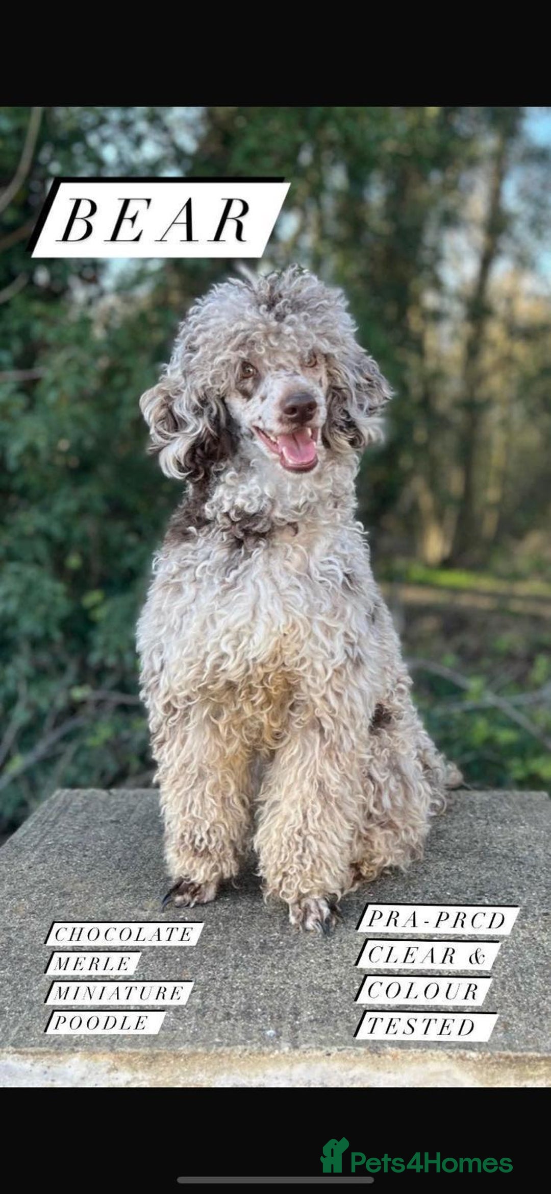 Labradoodle dogs for sale: Labradoodle Puppies (Miniature)  - Advert 19