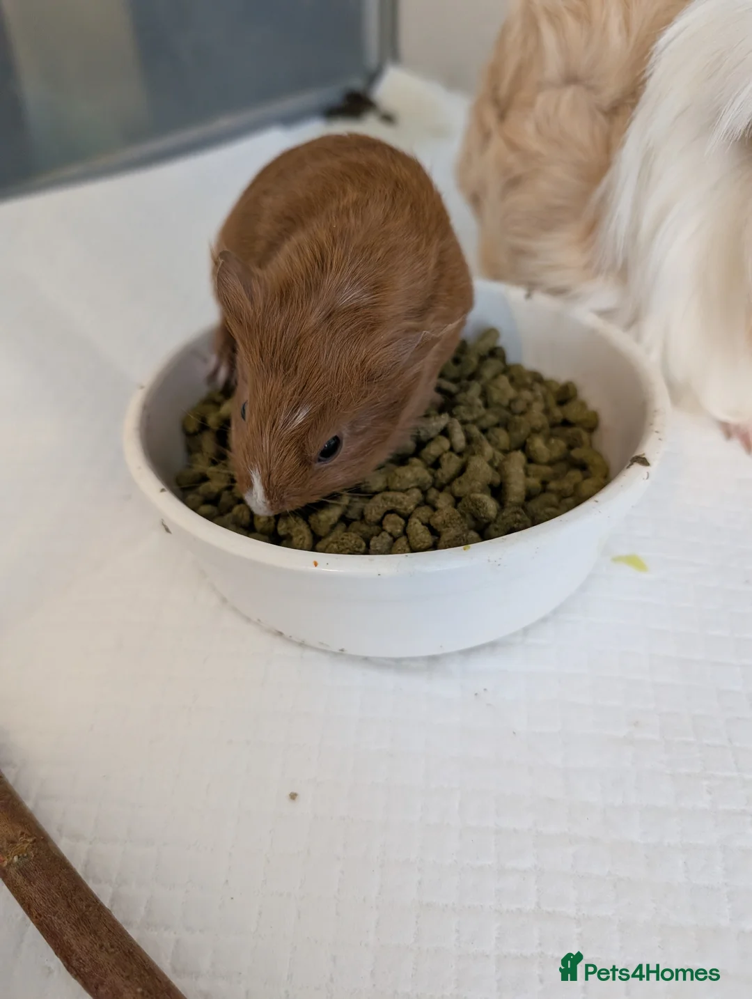 Guinea Pig rodents for sale: Female guinea  - Advert 5