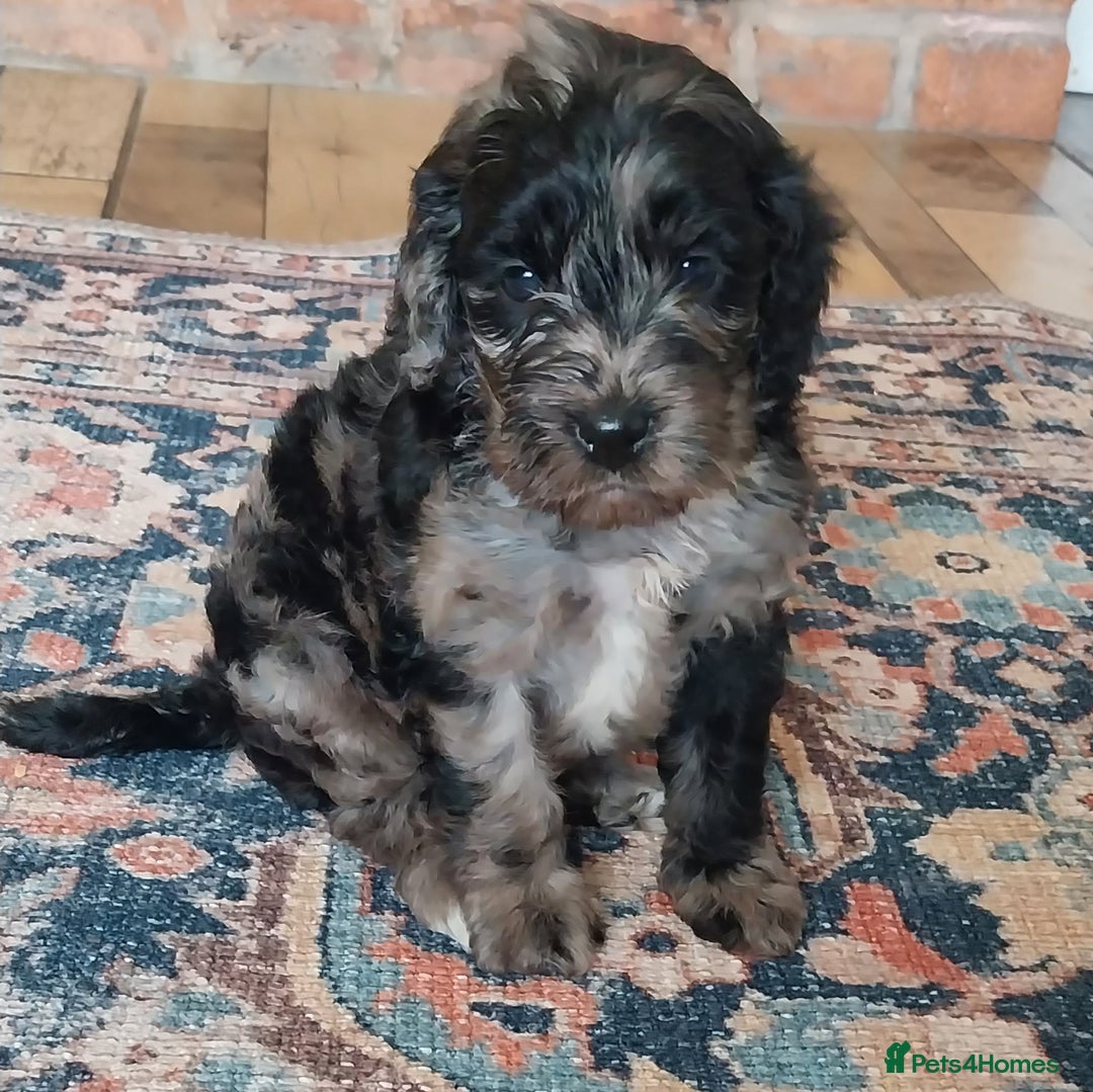 Miniature Poodle dogs for stud: DWKC  merle miniature poodle. Fully health tested  in Walsall - Advert 28