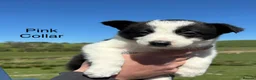 Border Collie dogs for sale: Border Collie Puppies - Advert 10
