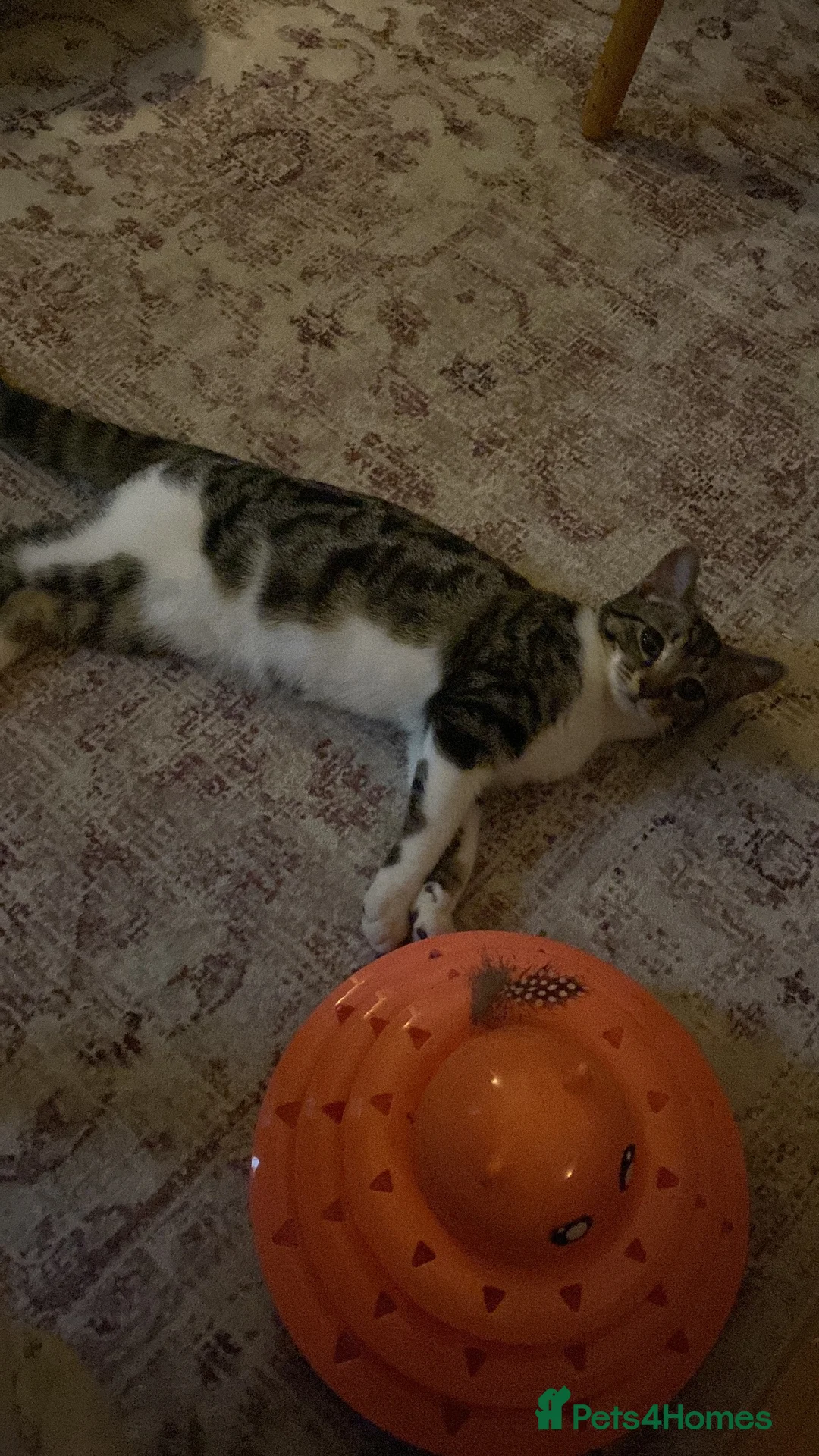 British Shorthair cats for sale: Sadie. 6 months old. in London - Advert 2