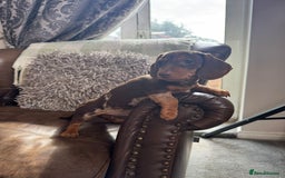 Miniature Dachshund dogs for sale: Miniature Dachshund Puppies - Image 16