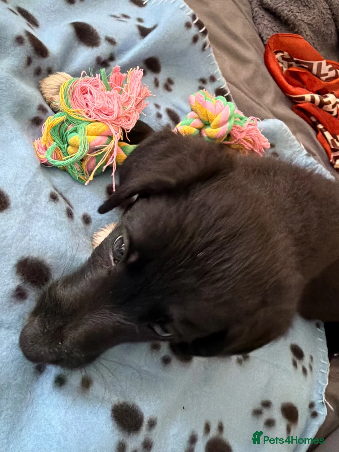 Mixed Breed dogs for sale: 10 week old male puppy for sale  - Advert 2