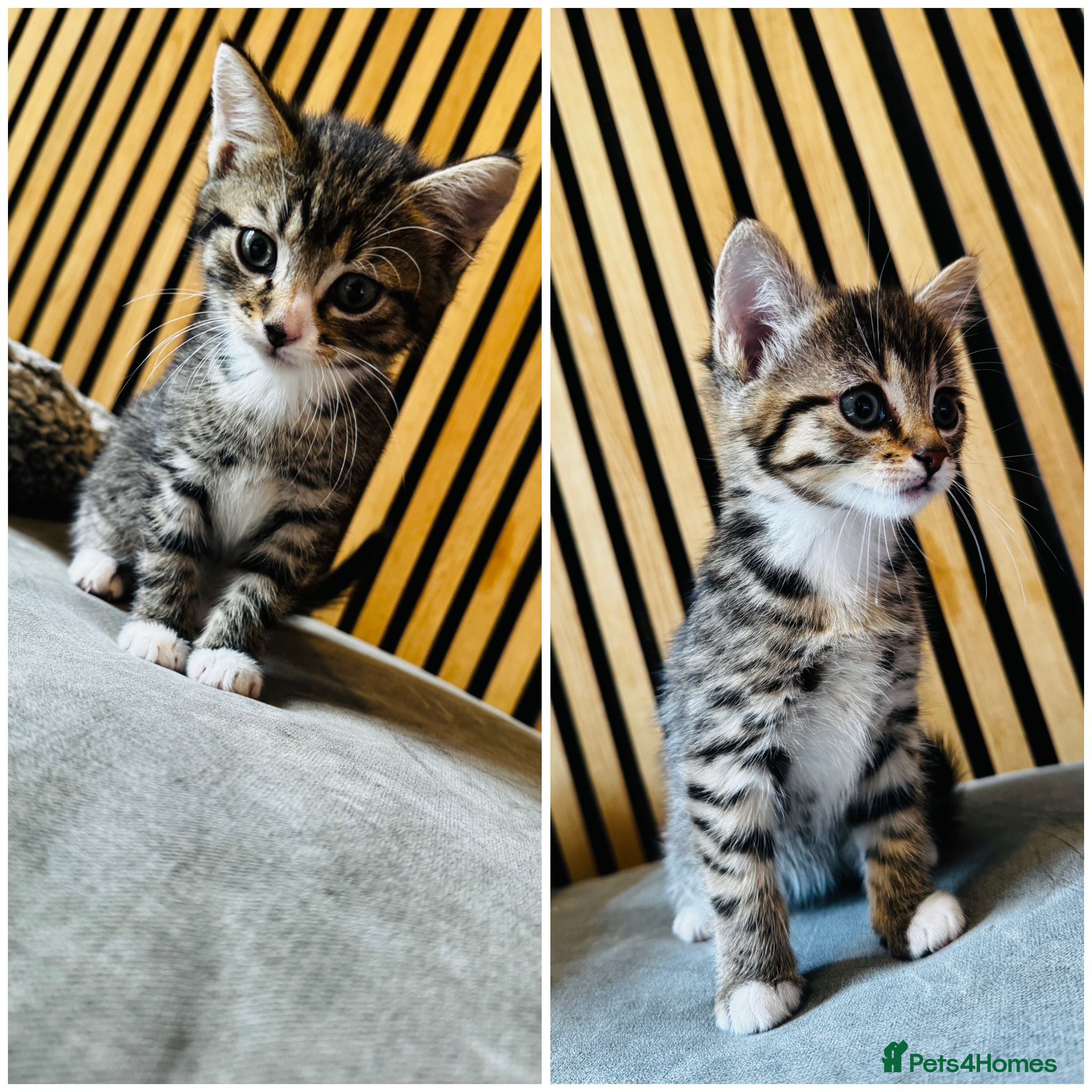 Mixed Breed cats Last remaining kittens  - Advert 18