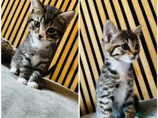 Mixed Breed cats Last remaining kittens - Advert 13