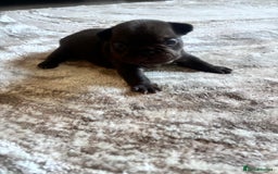 French Bulldog dogs for sale: Stunning Litter of French Bulldogs  - Image 13
