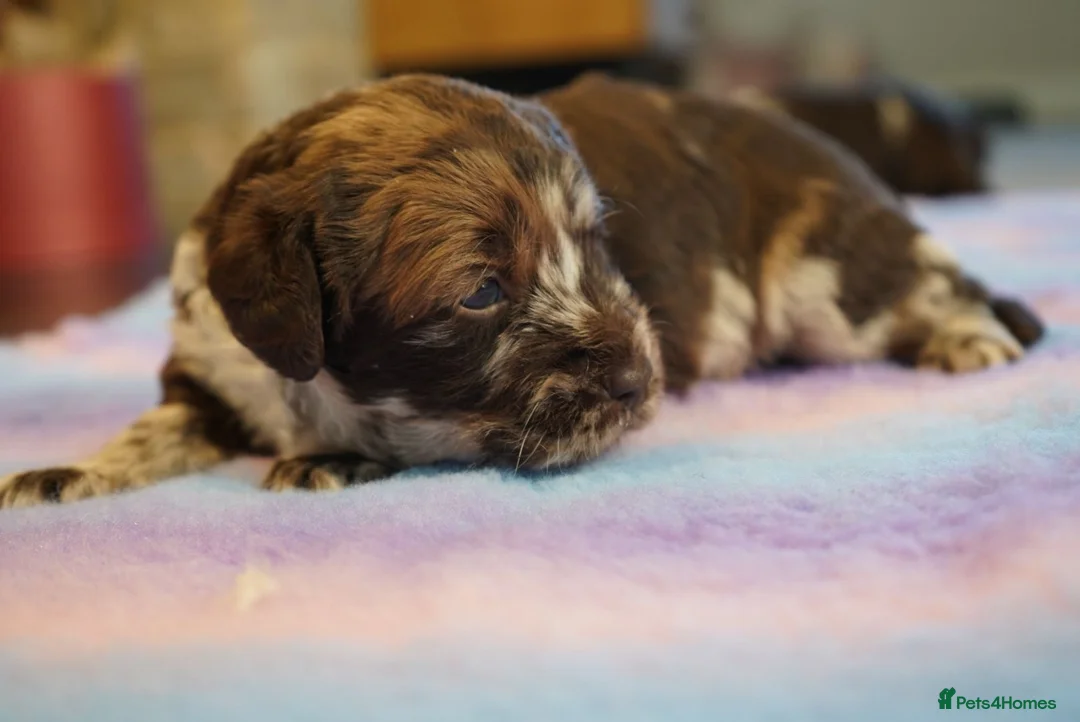 Labradoodle dogs for sale: Chocolate & chocolate Merle Labradoodles 🐾🐾🐾 - Advert 5