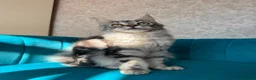Maine Coon cats for sale: TICA Pedigree Registered Maine Coon Kittens - Advert 17