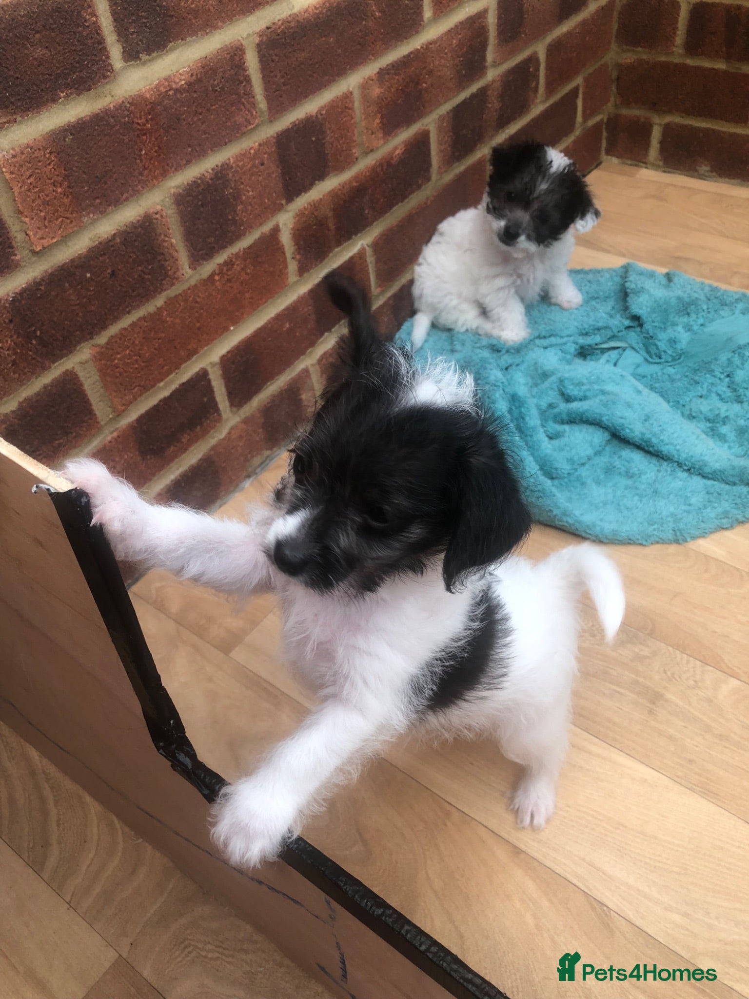 Mixed Breed dogs 2 jackapoo/chipoo puppies - Advert 12