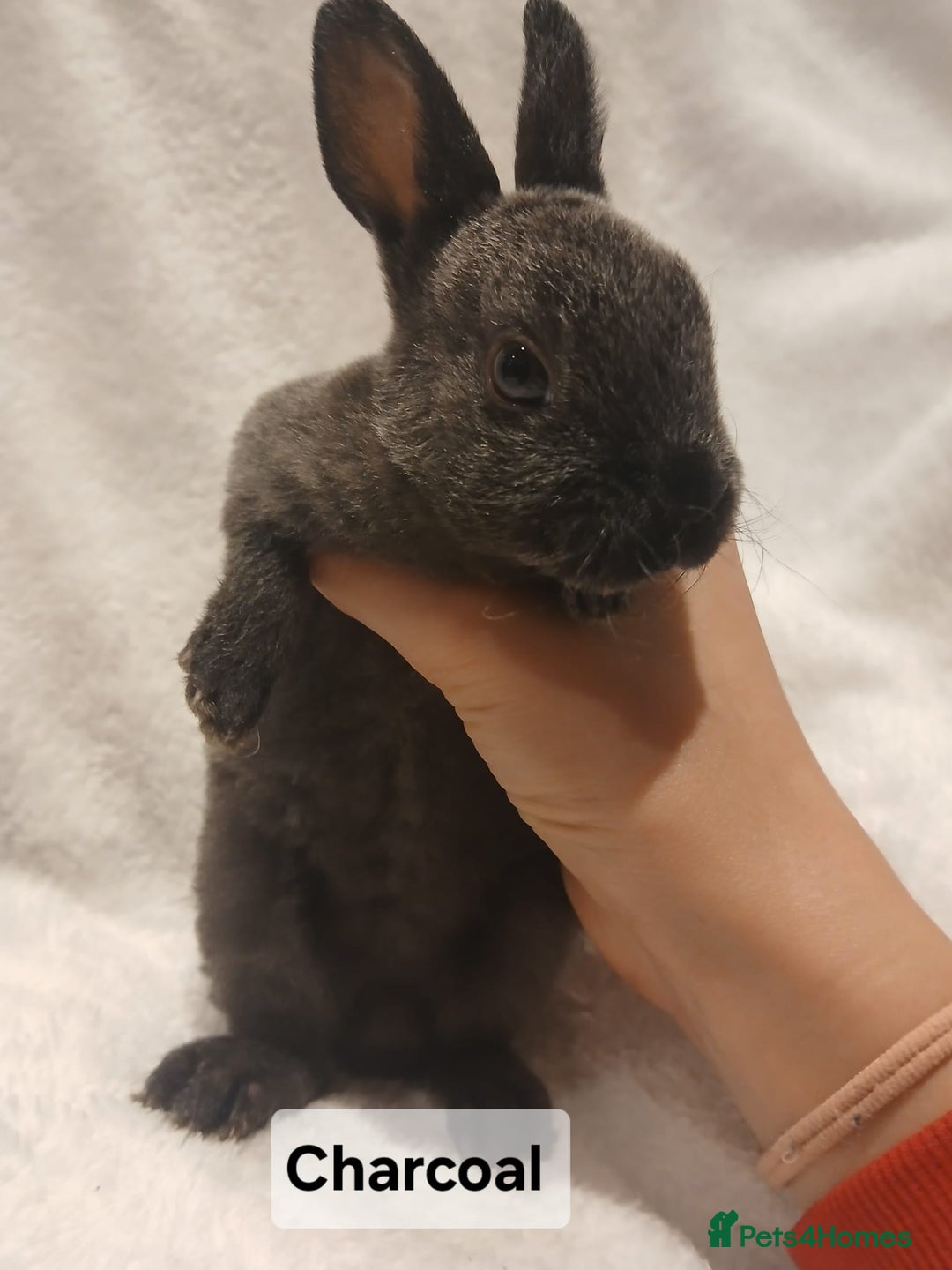 Rex rabbits for sale: Baby Purebred Rex Rabbits For Sale - Image 9