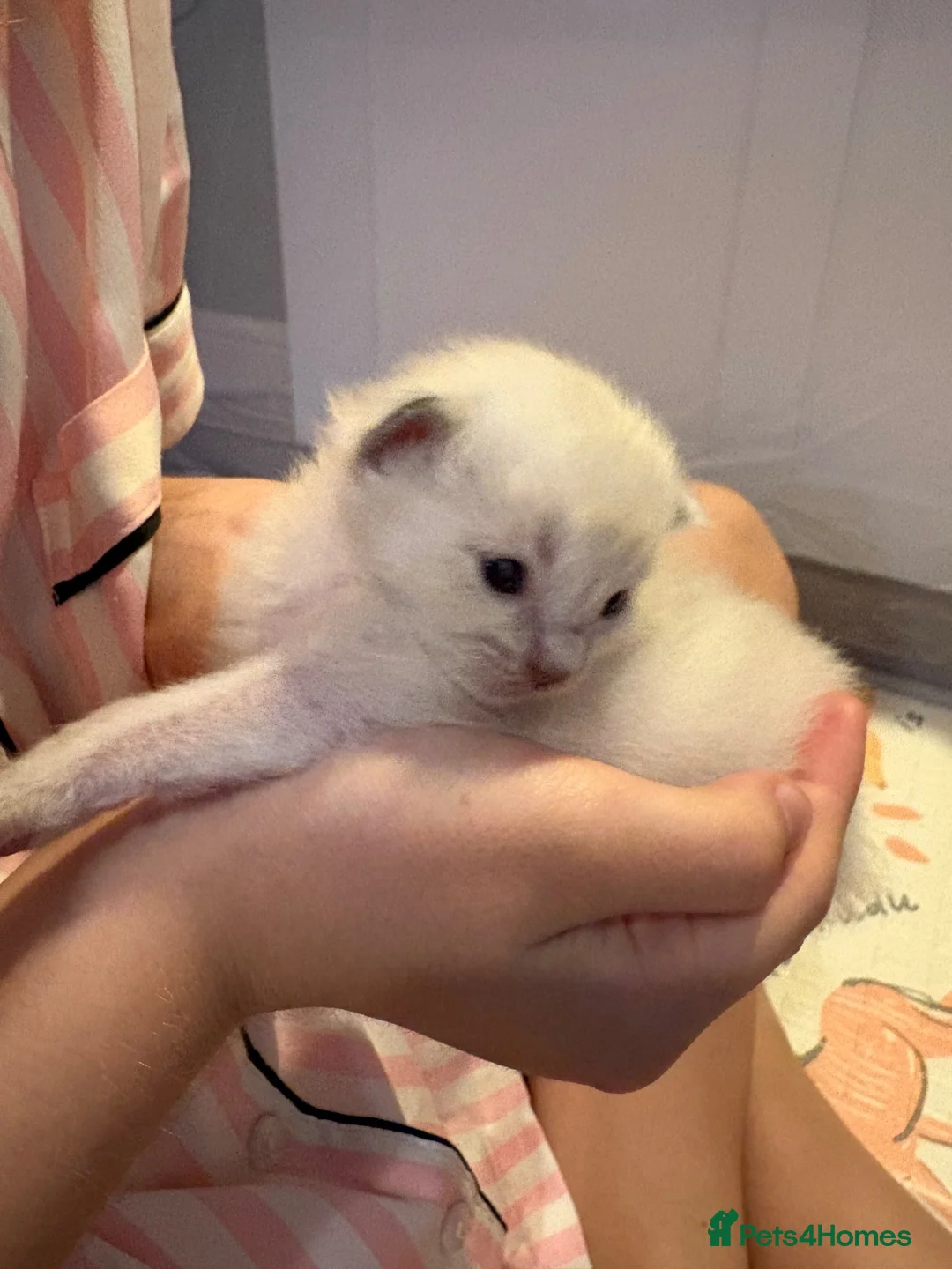 Ragdoll cats for sale: Ragdoll kittens - Advert 8