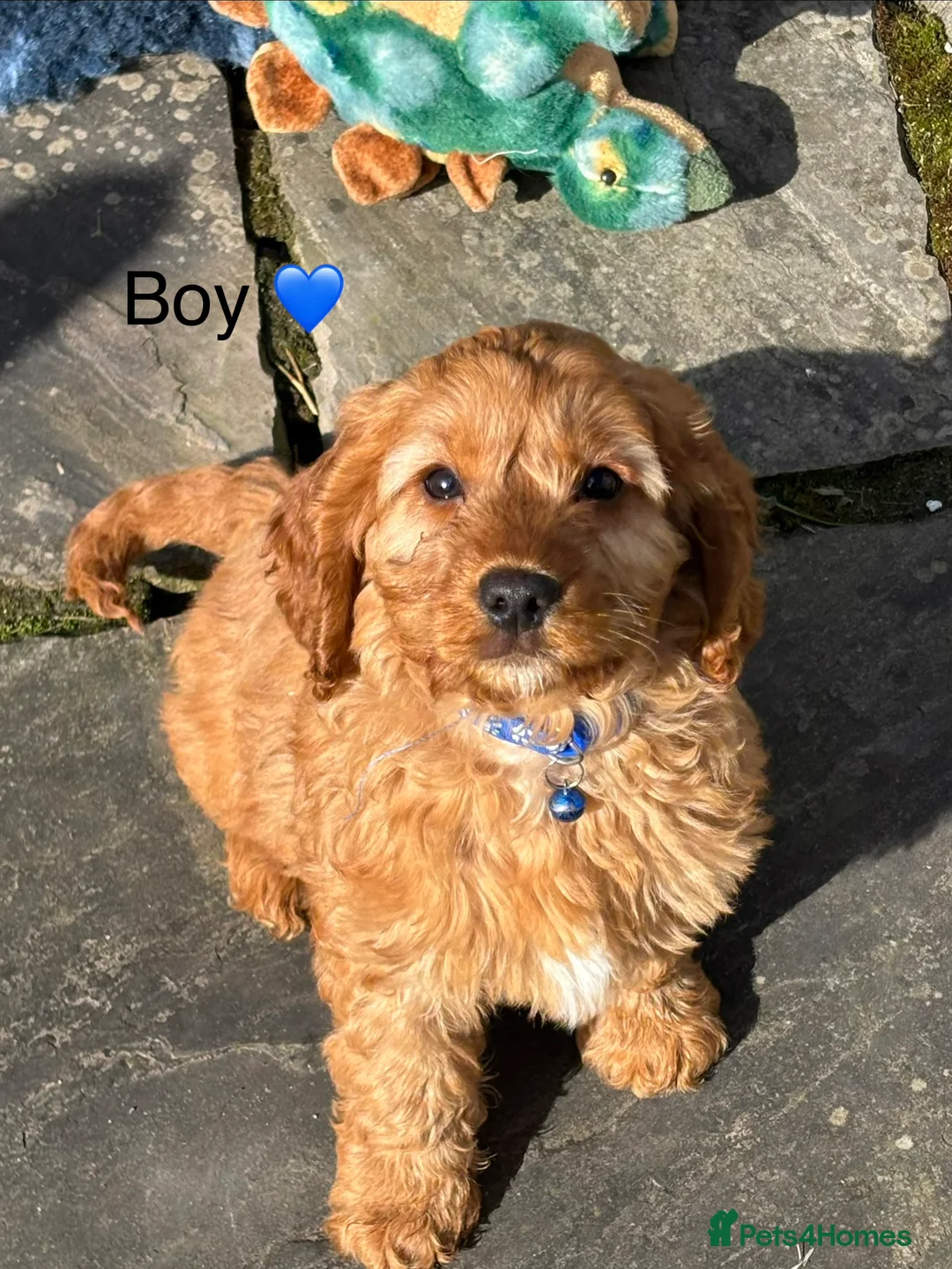 Cockapoo dogs for sale: F1 Cockapoo Puppies Ready Now! - Advert 1
