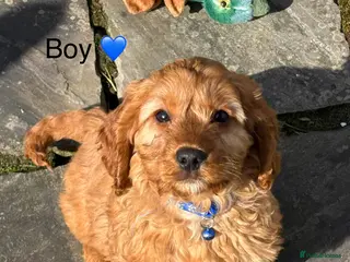 Cockapoo dogs F1 Cockapoo Puppies Ready Now! - Advert 1