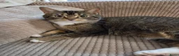 Mixed Breed cats for sale: Beautiful kittens looking for their forever homes  - Advert 2