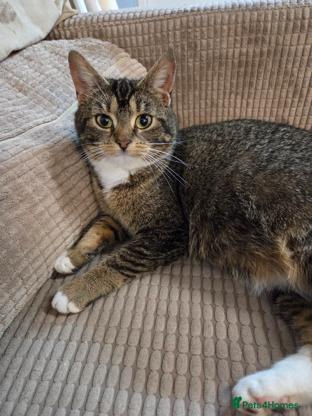 Mixed Breed cats for sale: Beautiful kittens looking for their forever homes  - Advert 2