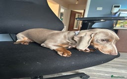Dachshund dogs for sale: Mini dachshund - Image 2