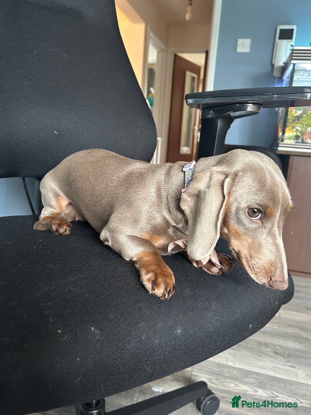 Dachshund dogs for sale: Mini dachshund - Image 2