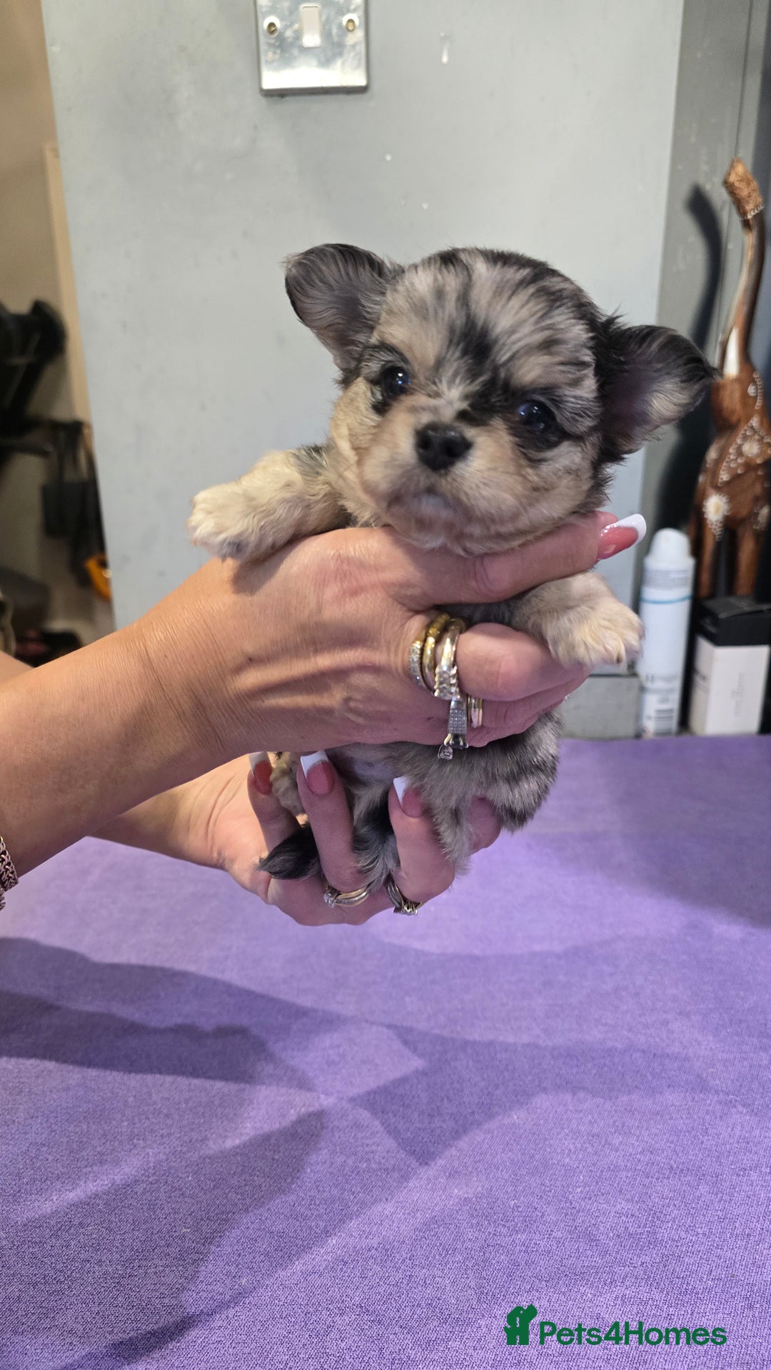 Chihuahua dogs for sale: Chihuahua puppies Russian ancestry with perfect bo - Advert 20