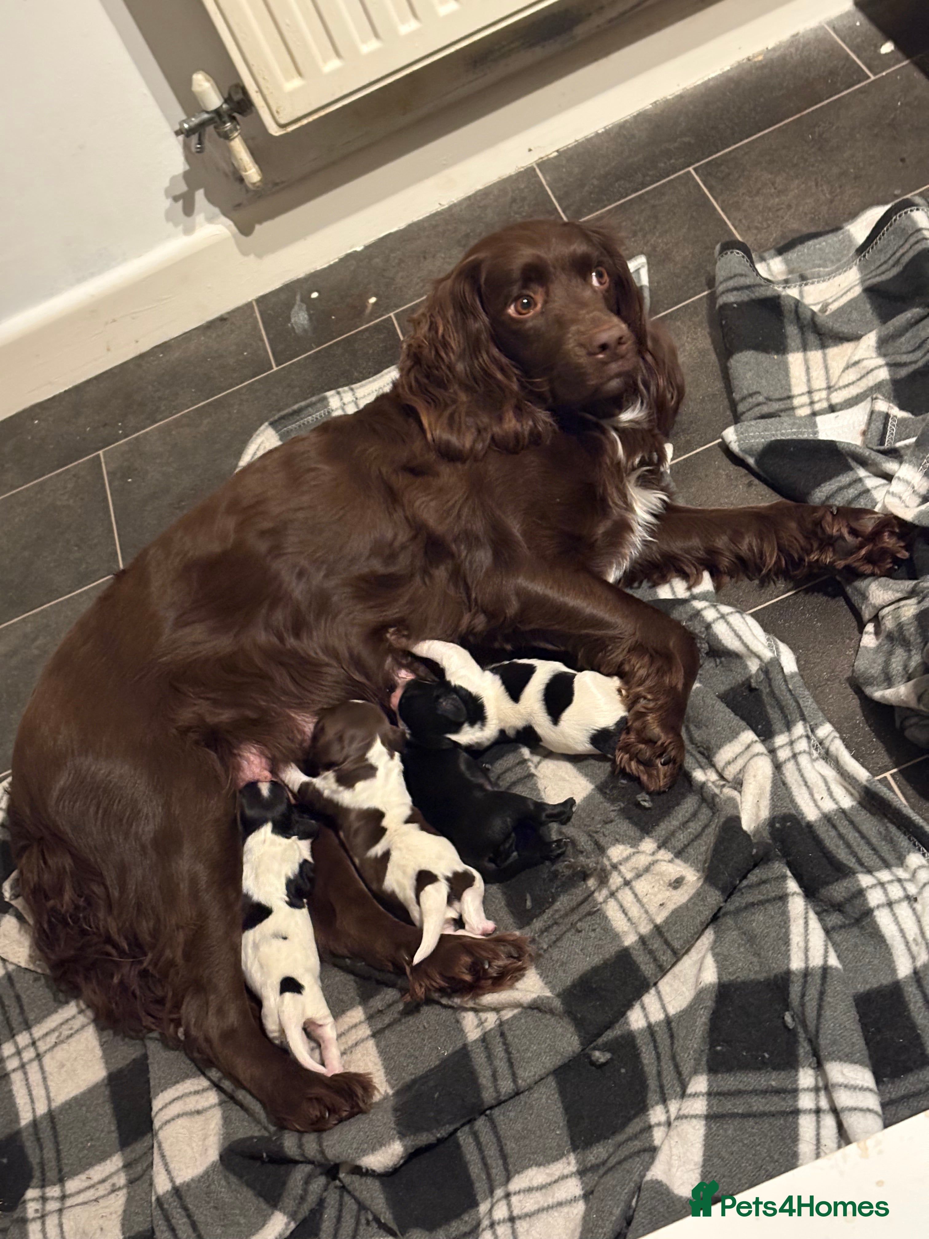 Sprocker dogs SPRINGER PUPPIES - Advert 17