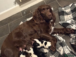 Sprocker dogs SPRINGER PUPPIES - Advert 17
