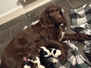 Sprocker dogs SPRINGER PUPPIES - Advert 4
