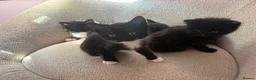 Mixed Breed cats for sale: 4 beautiful kittens - Advert 6
