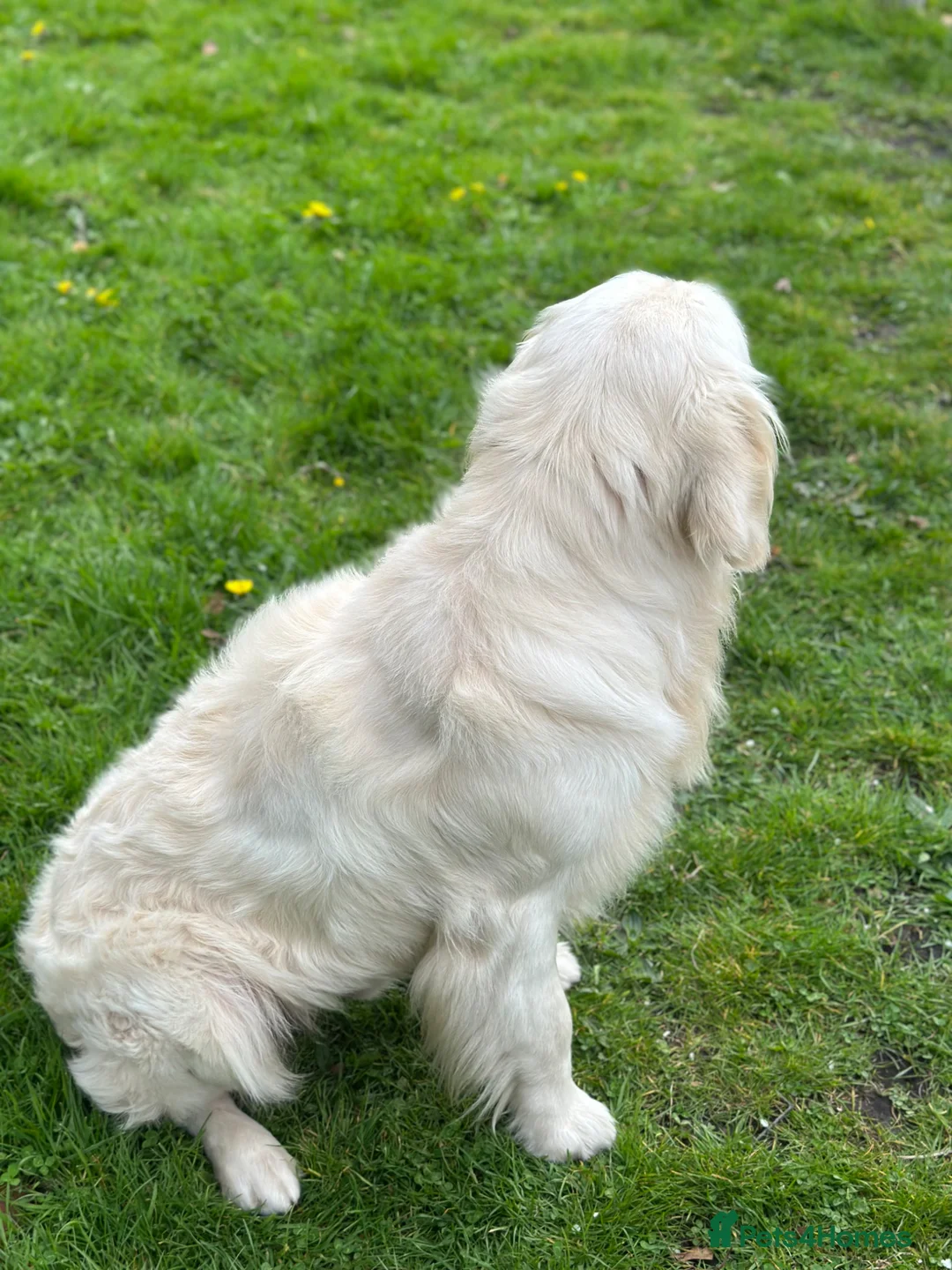 Golden Retriever dogs for stud: Beautiful cream Golden Retriever for Stud in Llanelli - Advert 5