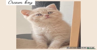 British Shorthair cats - Advert 4