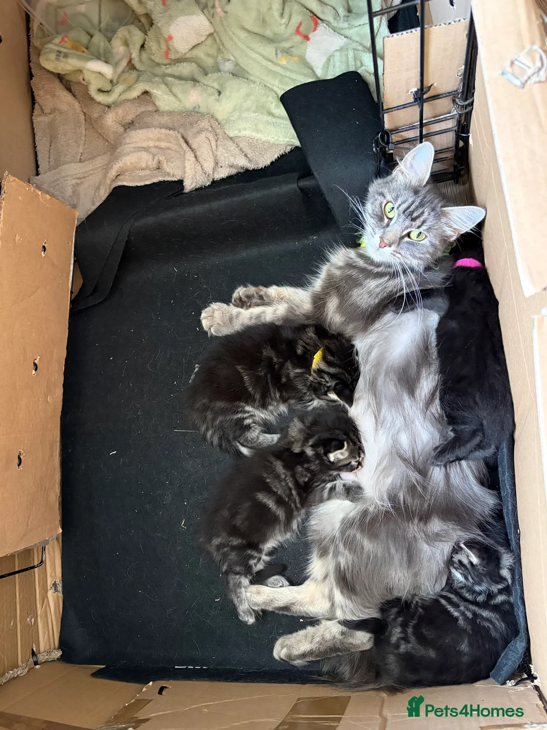 Mixed Breed cats for sale: 2 beautiful kittens for sale  in Hastings - Advert 2