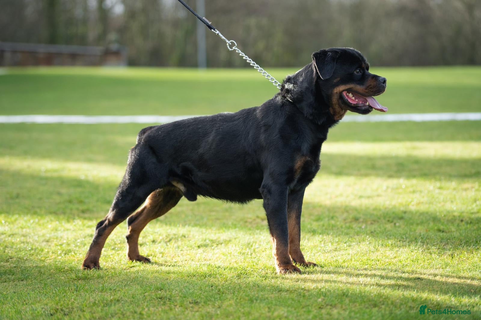 Rottweiler dogs Female Rottweiler puppie for sale   - Advert 1