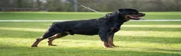 Rottweiler dogs for sale: Female Rottweiler puppie for sale   - Advert 1