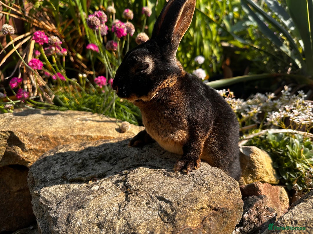 Rex rabbits for sale: Black and Tan Mini Rex  - Image 13