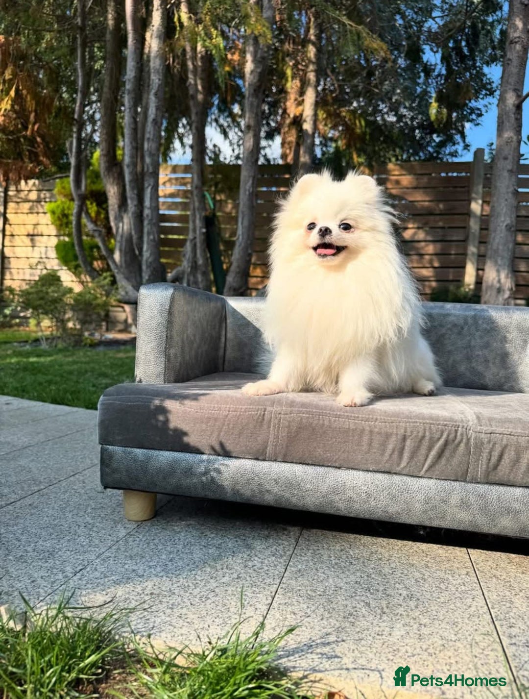 Pomeranian dogs for sale: White and Orange Pomeranian Boys - Advert 4