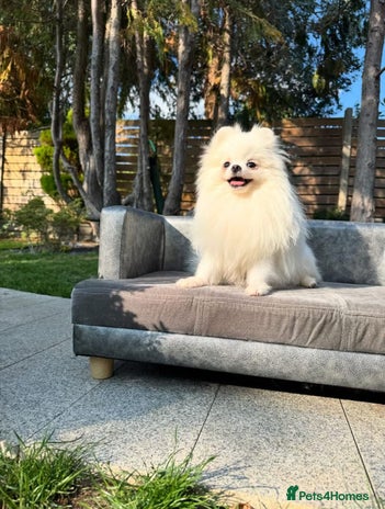 Pomeranian dogs - Advert 7