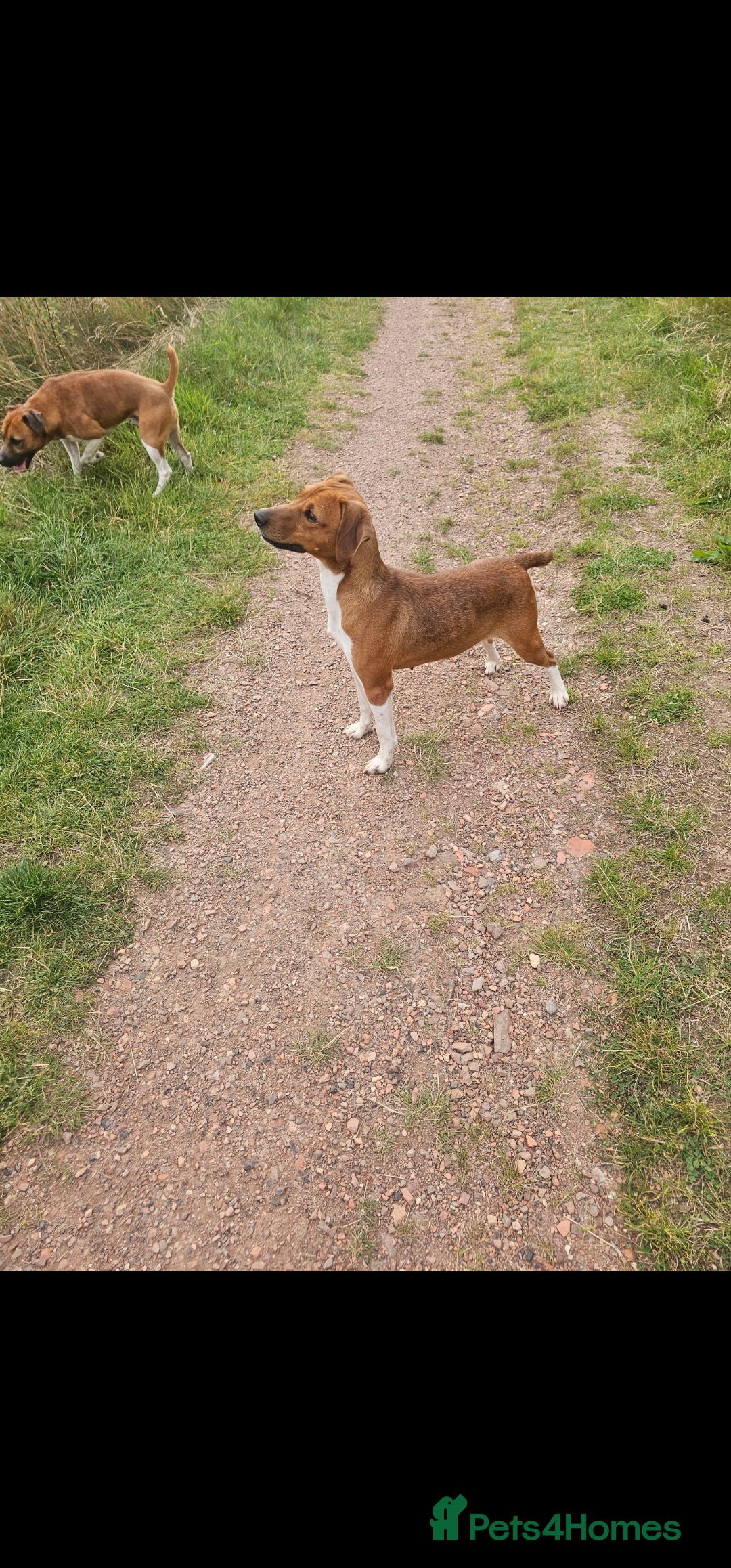 Plummer Terrier dogs for sale: Plummer terrier x - Image 2