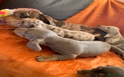 Miniature Dachshund dogs for sale: Minature daschund rainbow litter READY 19th SEPT - Image 11
