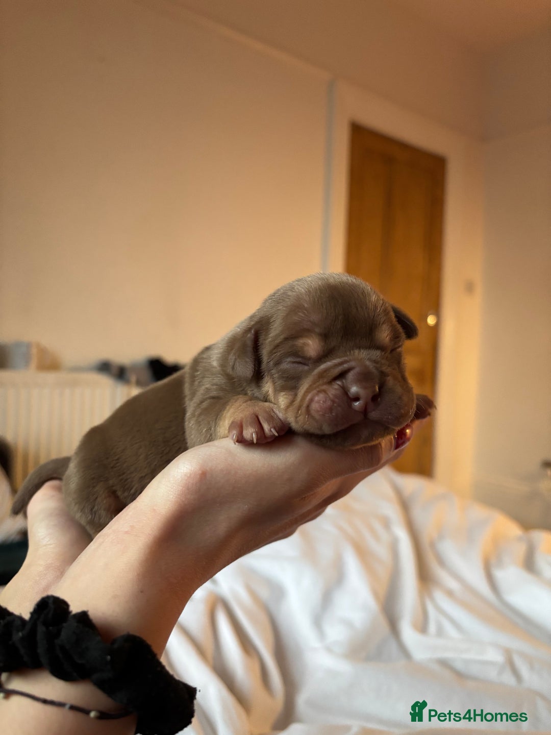 American Bully dogs for sale: 💙🐾 2 Stunning American Pocket Bully Puppies 🐾💙 - Advert 5