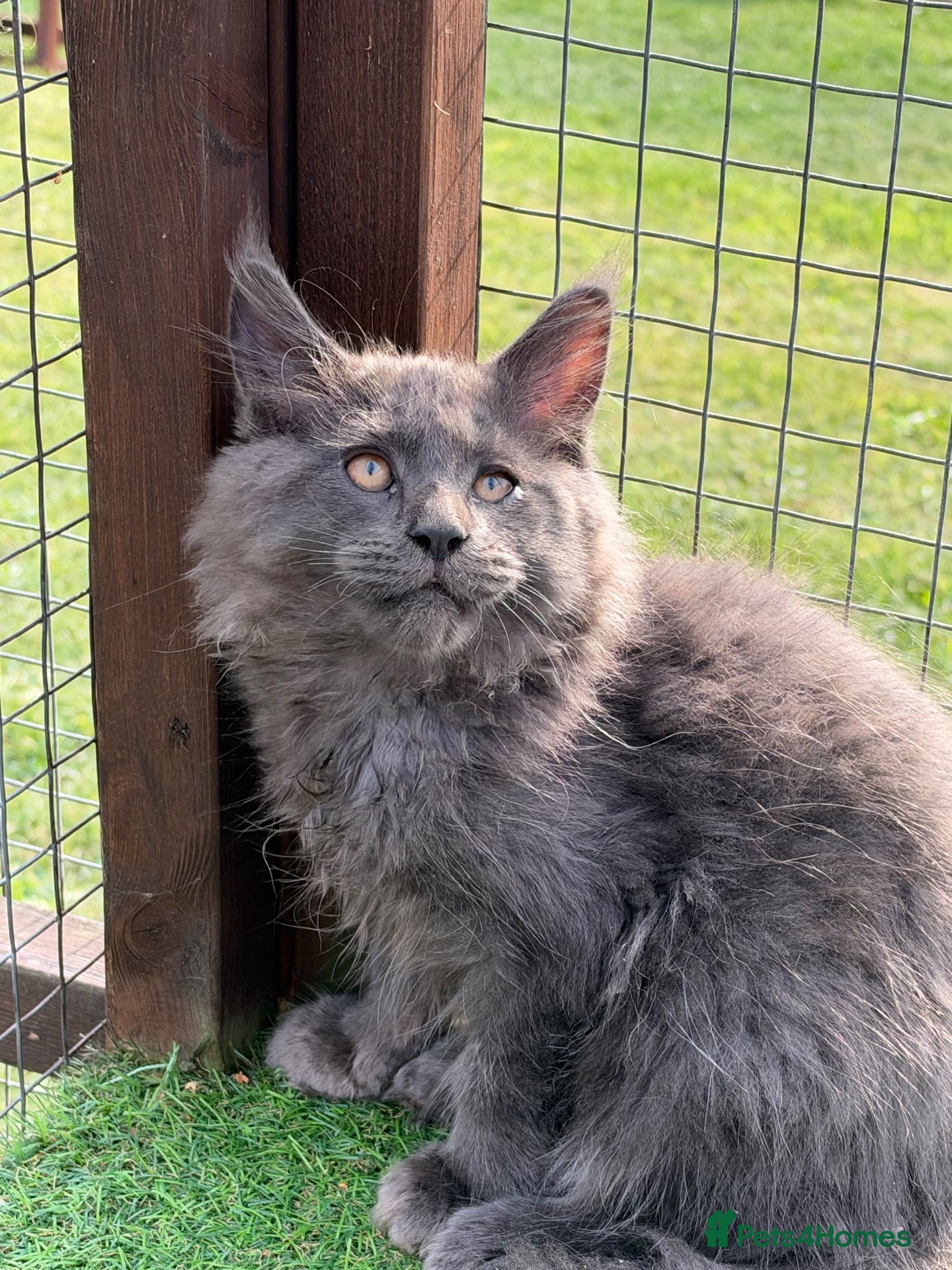 Maine Coon cats Maine Coon GCCF Registered - Advert 1