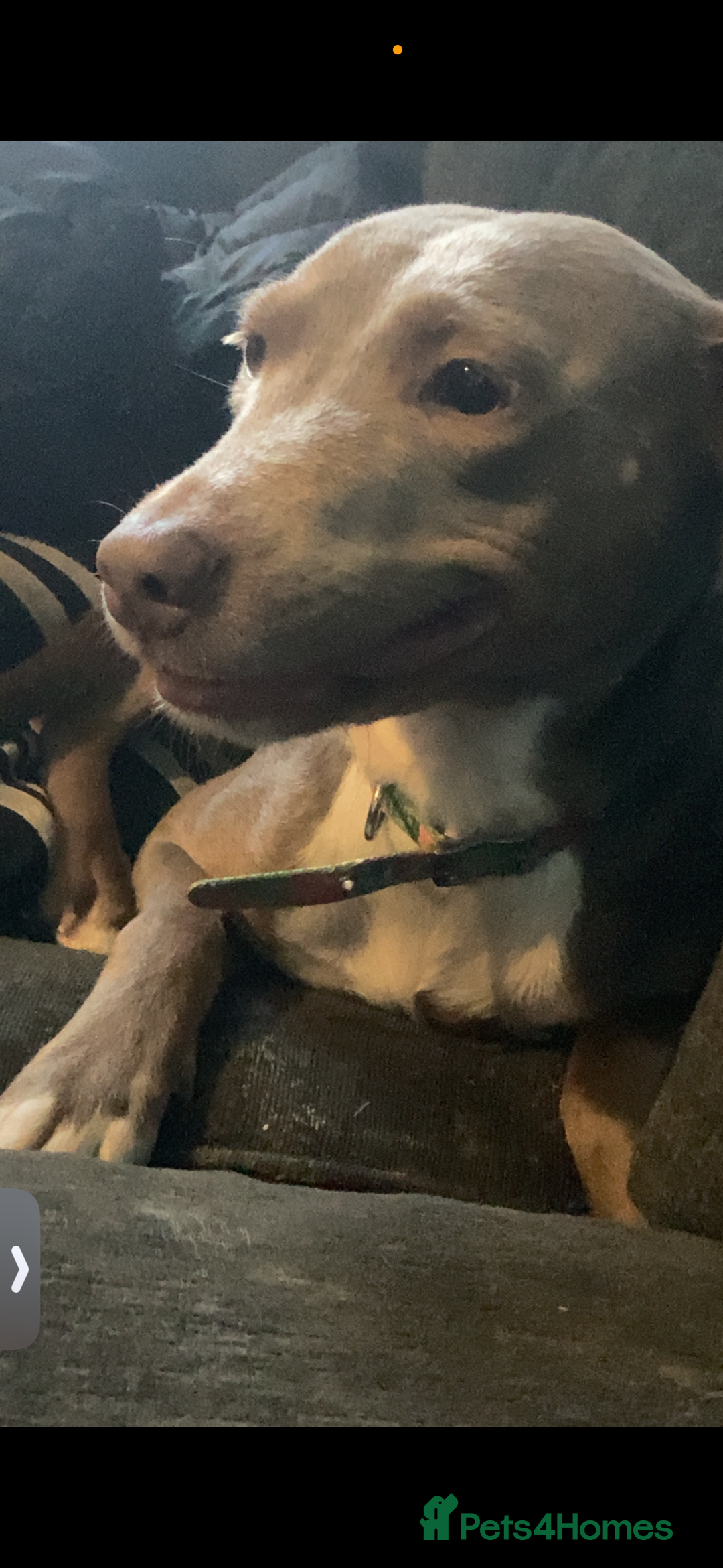 Mixed Breed dogs for sale: 2 year old dog looking for there forever home  - Image 2