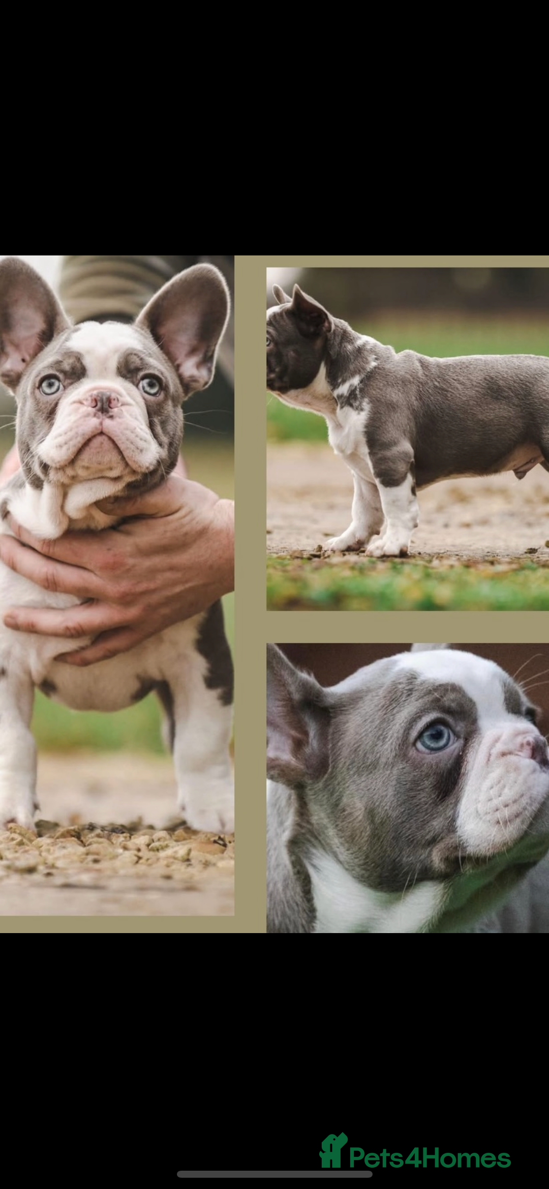 French Bulldog dogs for sale: 4 Panel Health Tested Parents  - Advert 11
