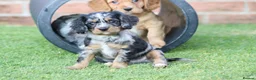 Cockapoo dogs for sale: Beautiful Cockerlierpoo puppies for sale - Advert 9