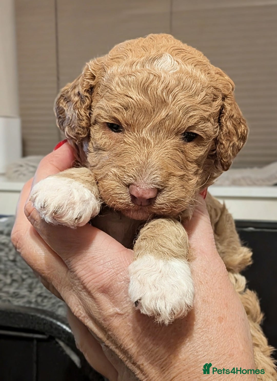 Mixed Breed dogs for sale: F1B Ttoodle Puppies  - Advert 6